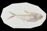 Diplomystus Fossil Fish - Wyoming #81446-1